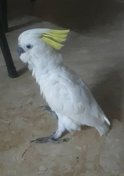 SULFER COCKATOO BABY /03152248124