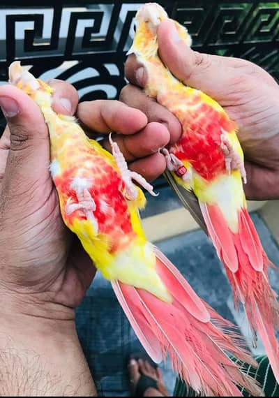 Sun cheek conure breeder pair/03156376925