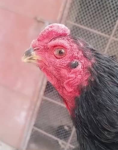 Pure thai aseel for sale 03224538032