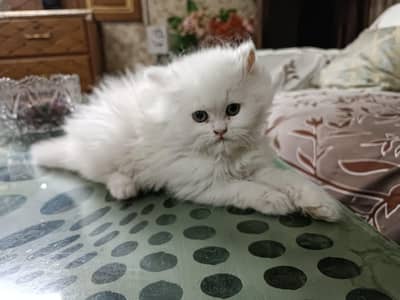 Persian Kitten