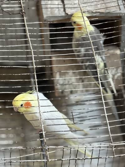 Cockatiel breeder pair 031/6/9723/936