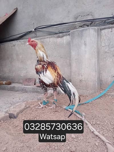 Aseel Murga Murghi chick hen rooster egg patha pathi madi