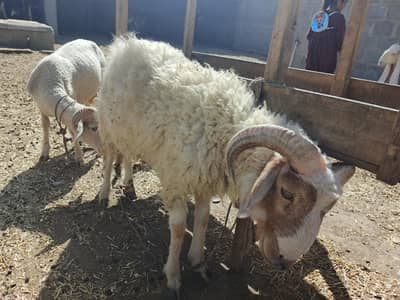 Marino ram
