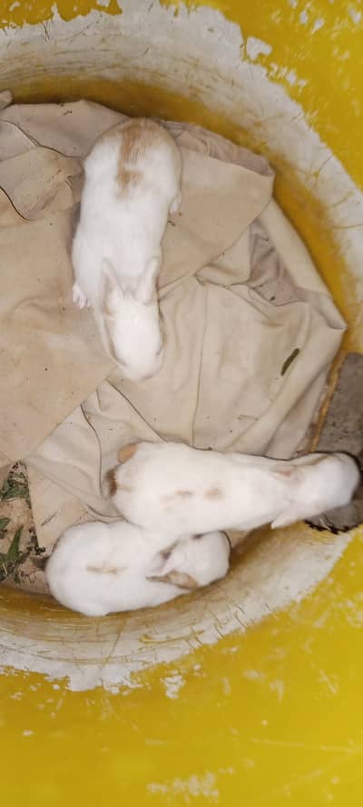 Mother feed