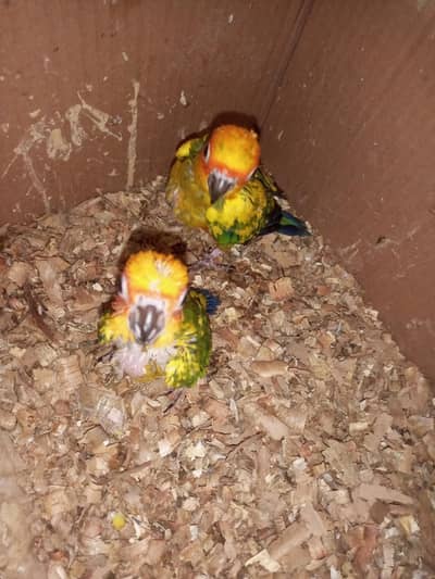 sun conure chicks love bird Australian