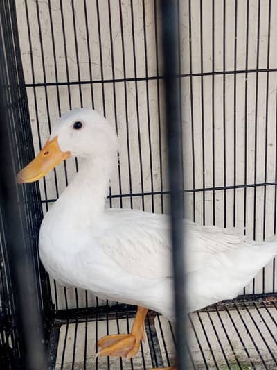 A beautiful pair of duck and one more duck free