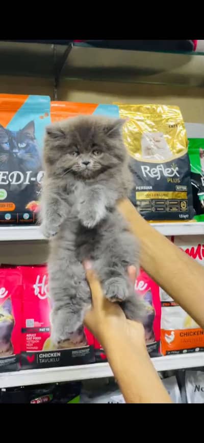 Persian cat healthy and active grey eyes
