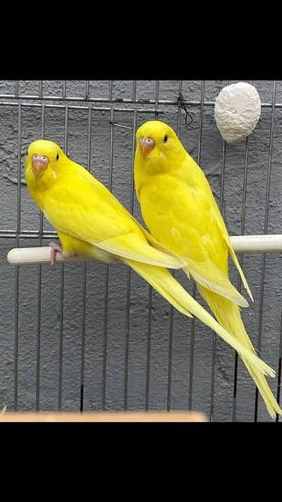 common lutino budgie redeye