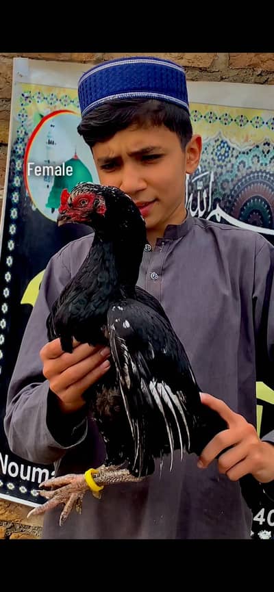 Amroha aseel chicks for sale in Peshawar