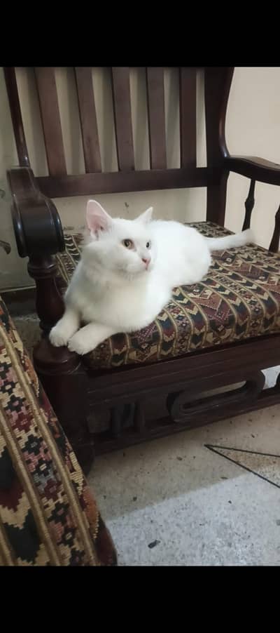 male cat