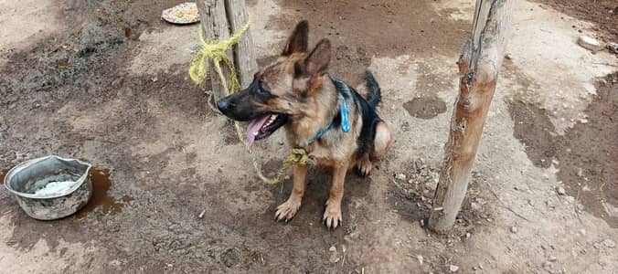 ergent sale female dog phone number 03116735865