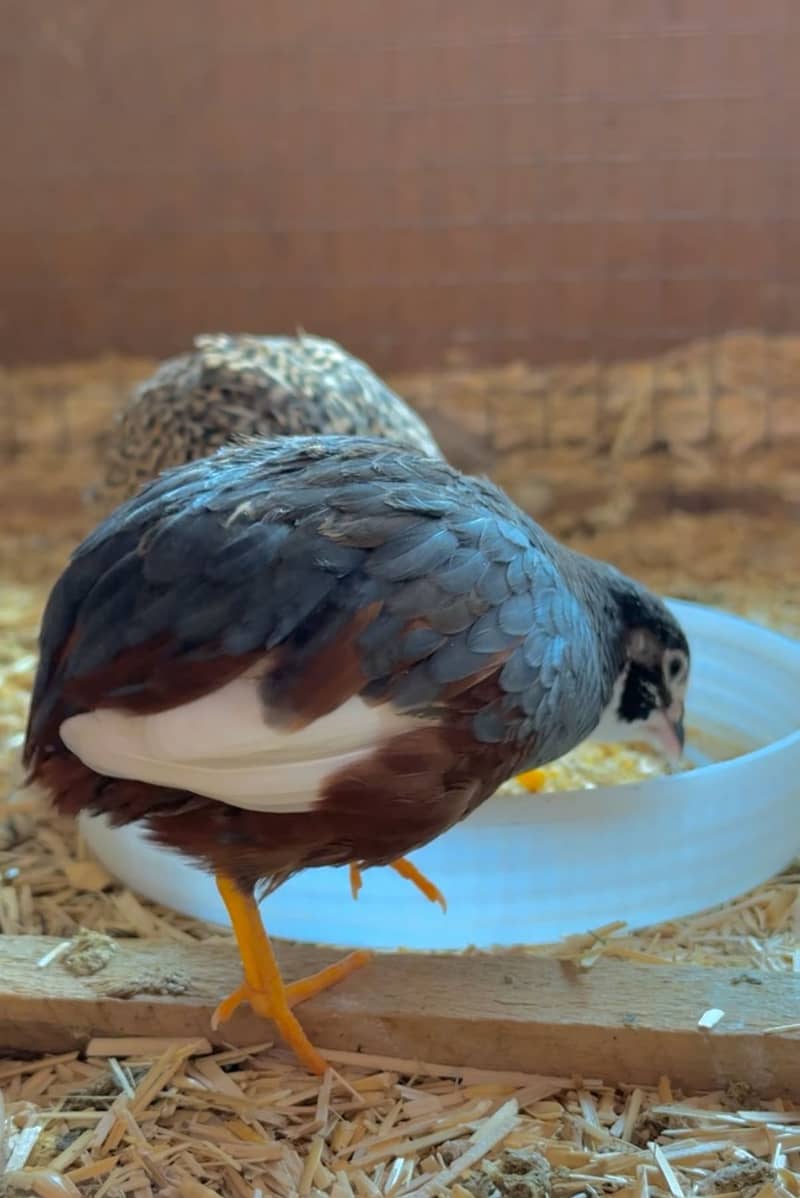 Quail Pair 0