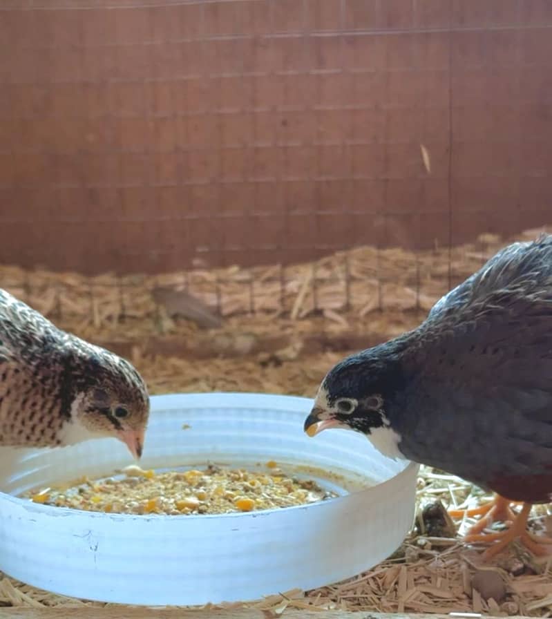 Quail Pair 1