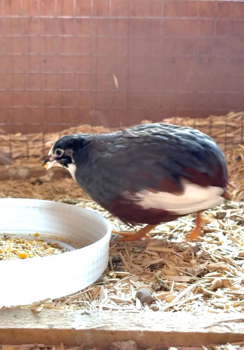 Quail Pair 2