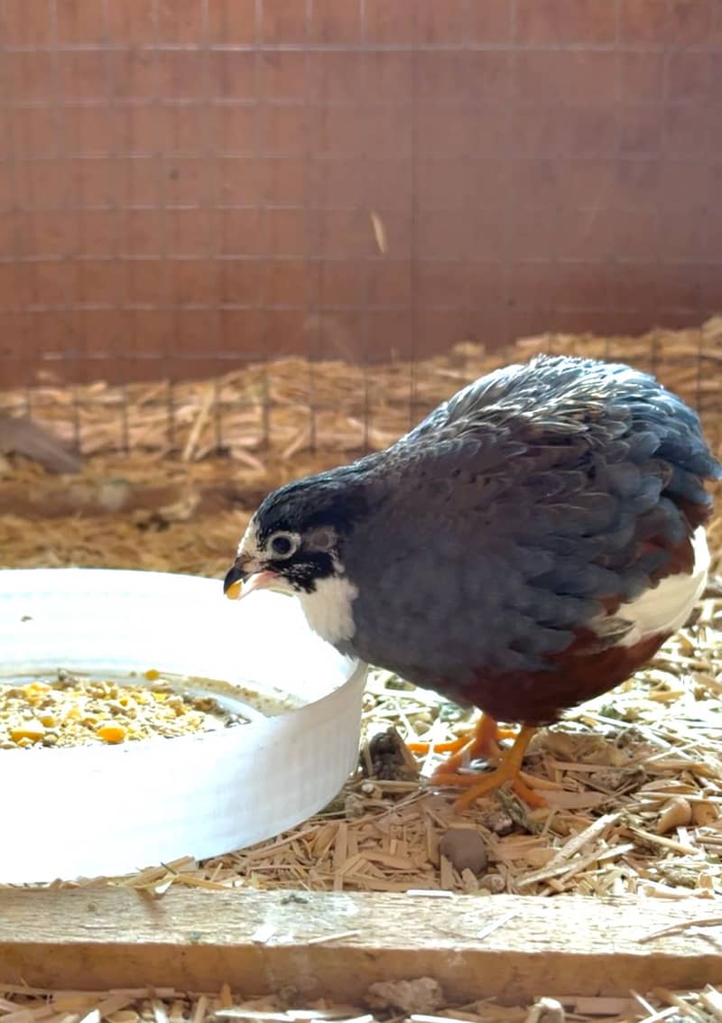 Quail Pair 3