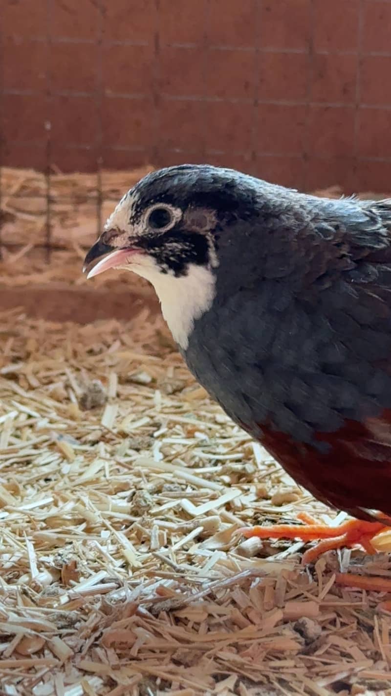 Quail Pair 4