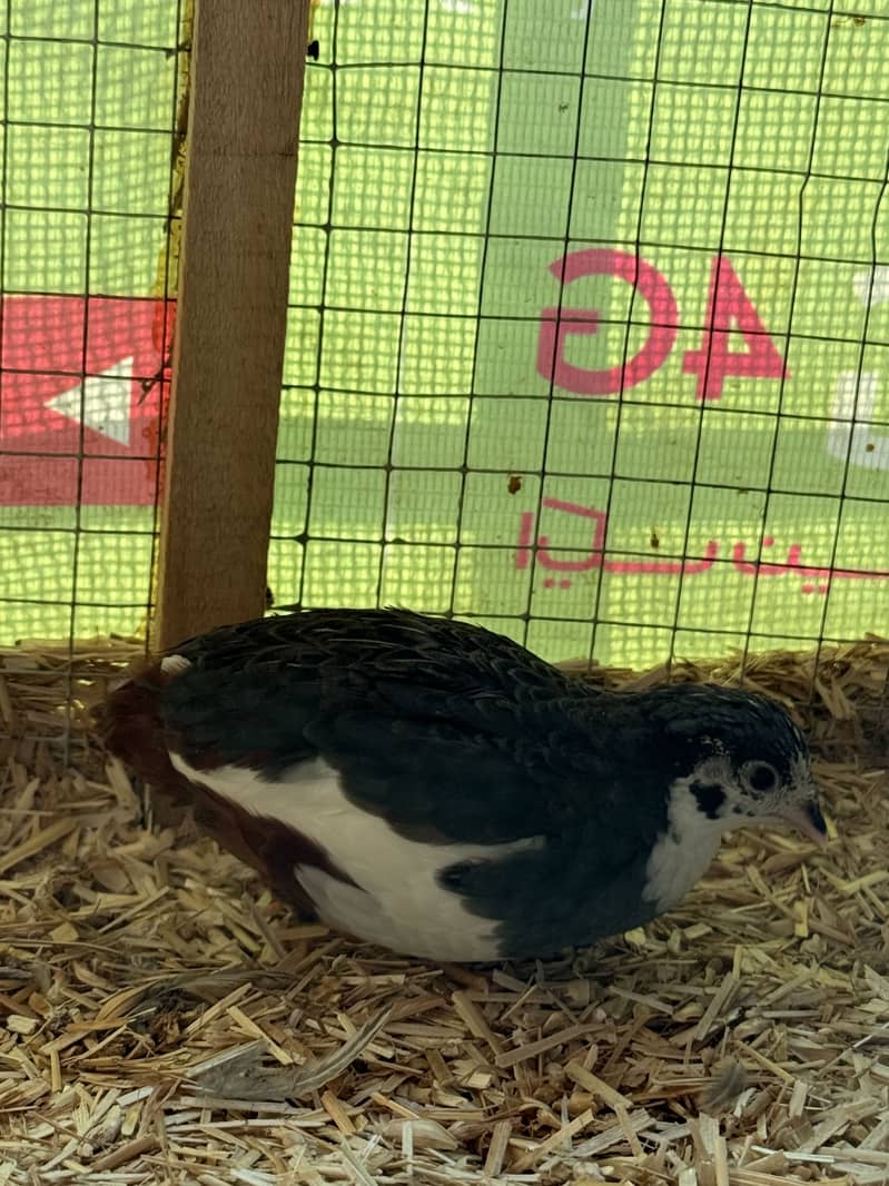 Quail Pair 5