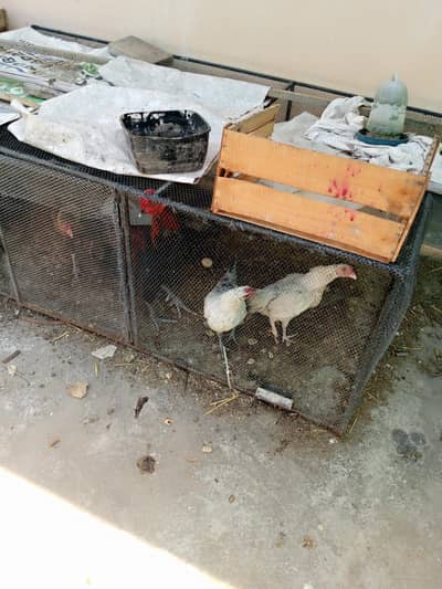need to sale