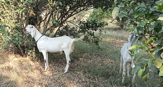 Bakra بکرا