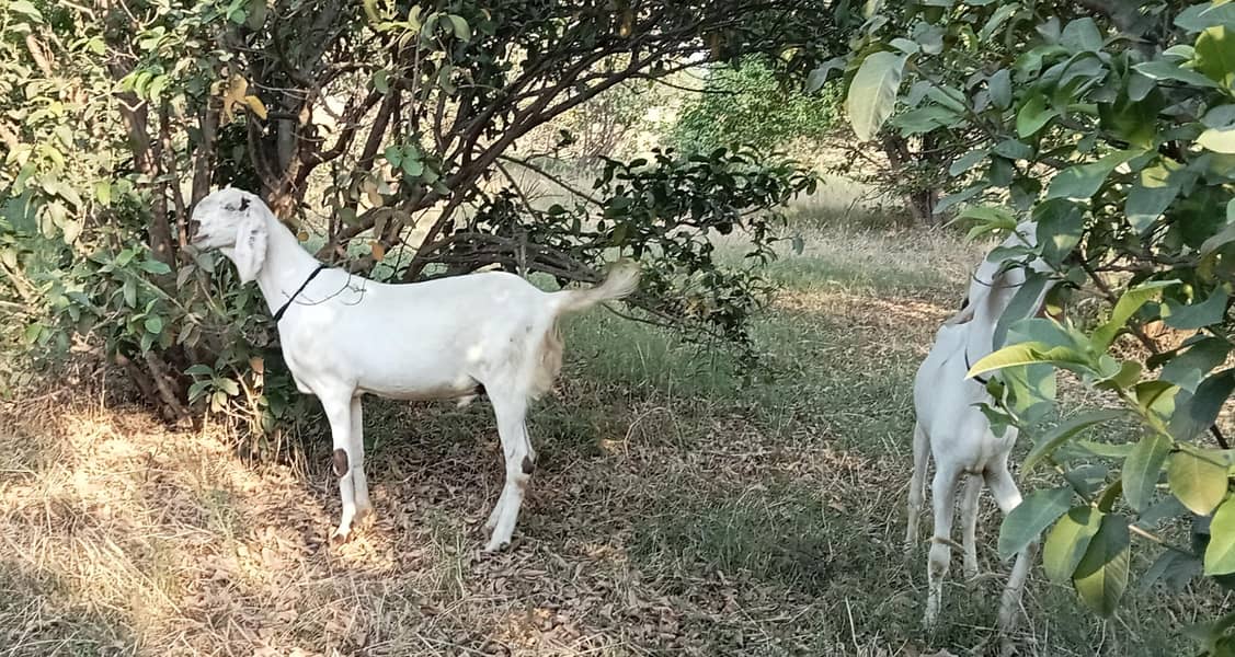 Bakra بکرا 1