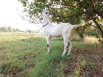 Bakra بکرا