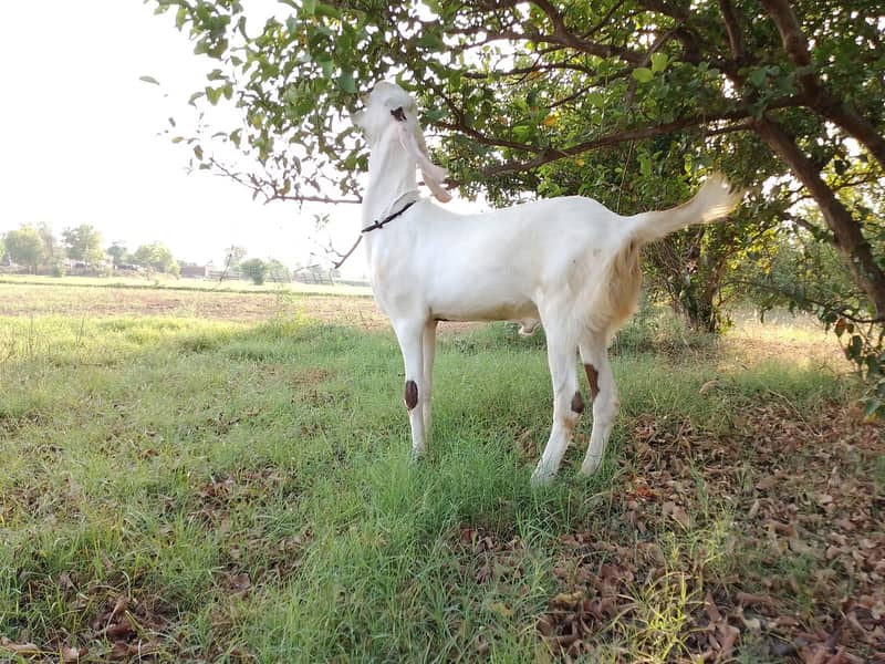 Bakra بکرا 0