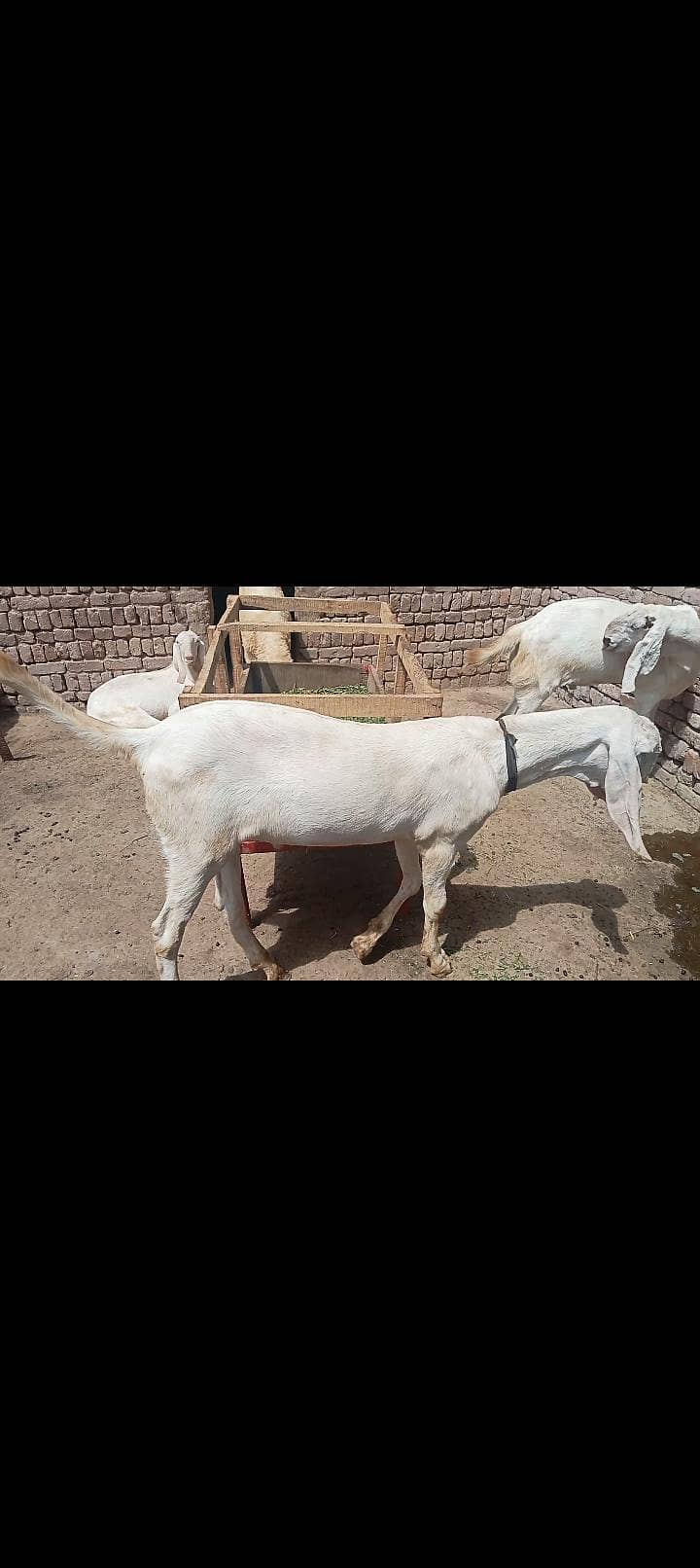 Bakra بکرا 2