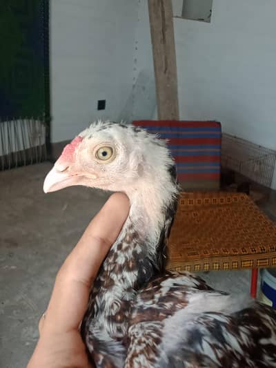 HIGH QUALITY ASEEL chicks available in multan