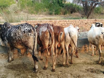 100 plus qurbani janwar at farm rate bull Wacha cow bachra