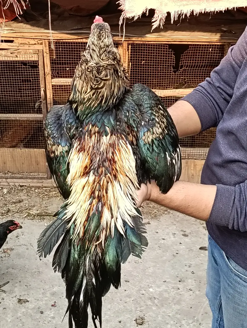 MIanwali Jawa Aseel Eggs & Chicks For sale — photo 2