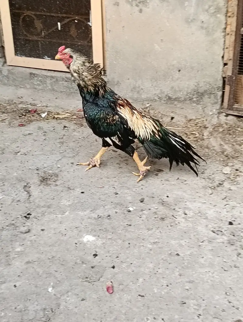 MIanwali Jawa Aseel Eggs & Chicks For sale — photo 4