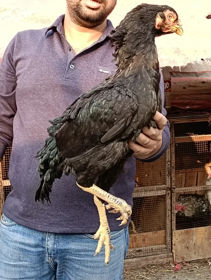 MIanwali Jawa Aseel Eggs & Chicks For sale — photo 5
