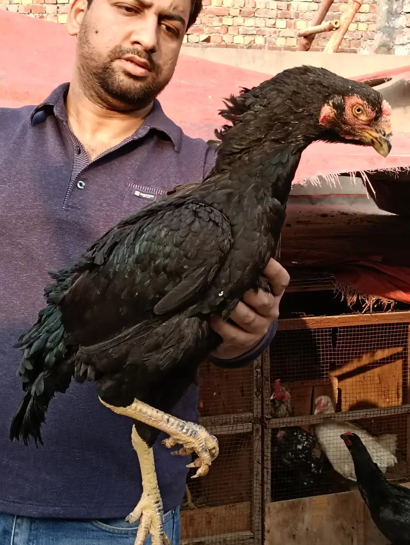 MIanwali Jawa Aseel Eggs & Chicks For sale — photo 6