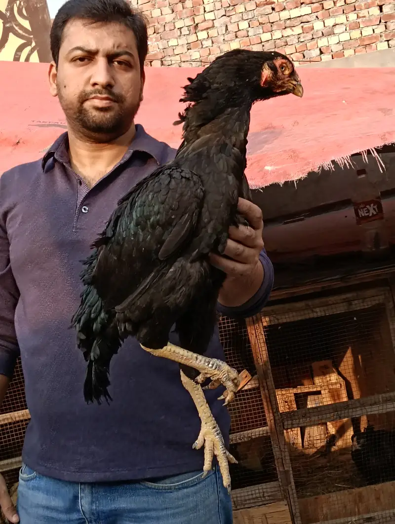 MIanwali Jawa Aseel Eggs & Chicks For sale — photo 7