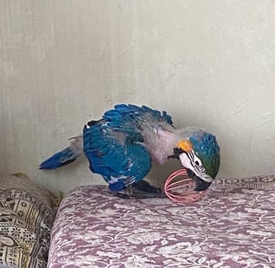 Blue gold and greenwing macaw parrots