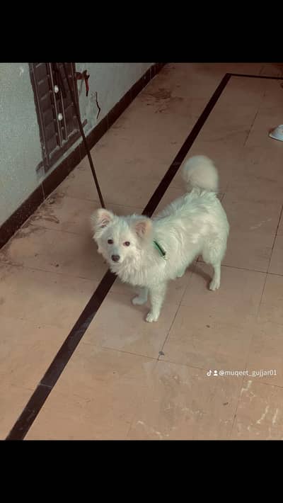 FULL ACTIVE PUPPY