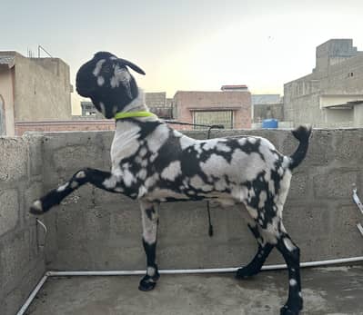 2 male goats