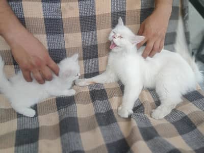 one cat and one baby parsheen cat
