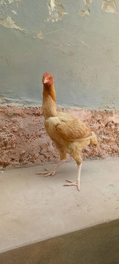 aseel murge for sale