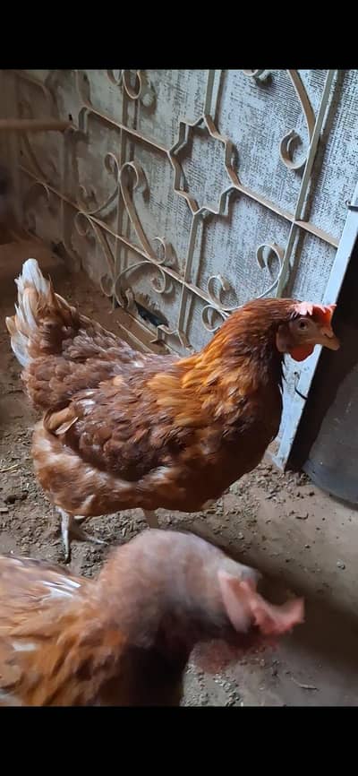 Lohman Brown Healthy Hens