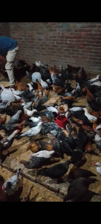 Golden Misri hens for sale