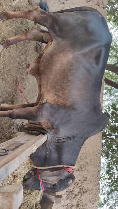 khera vacha fore sale