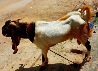andu bakra for qurbani 2026