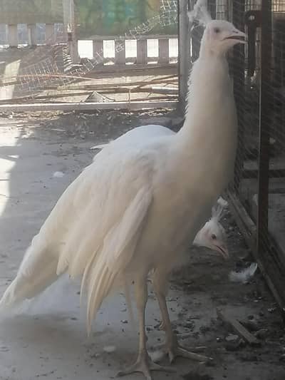 White peacock young pair