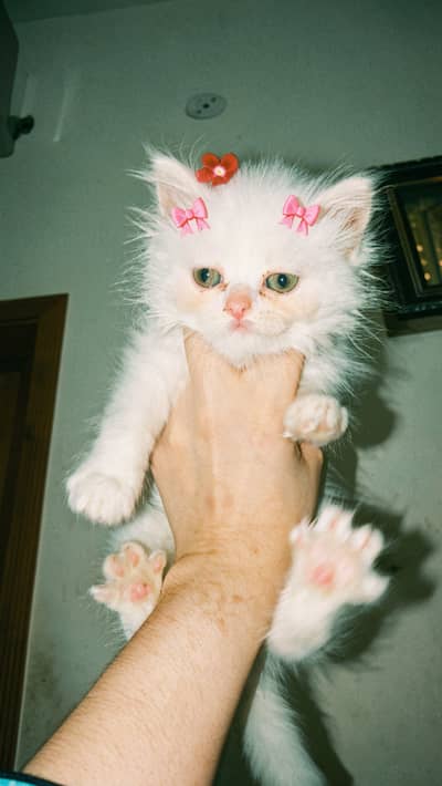 Persian Cat