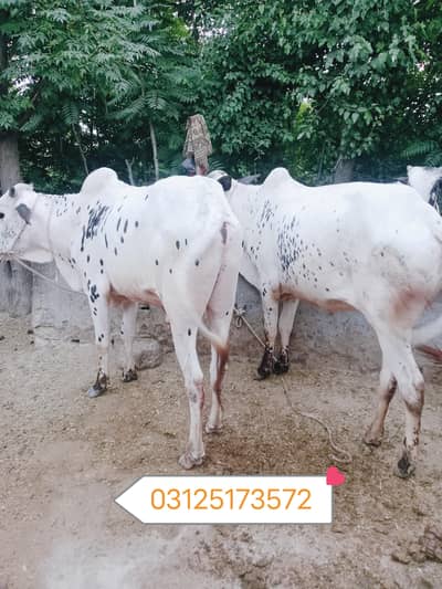 BULLS FOR QURBANI/QURBANI BULLS/BULLS