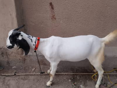 bakra 2 dant khasi jori