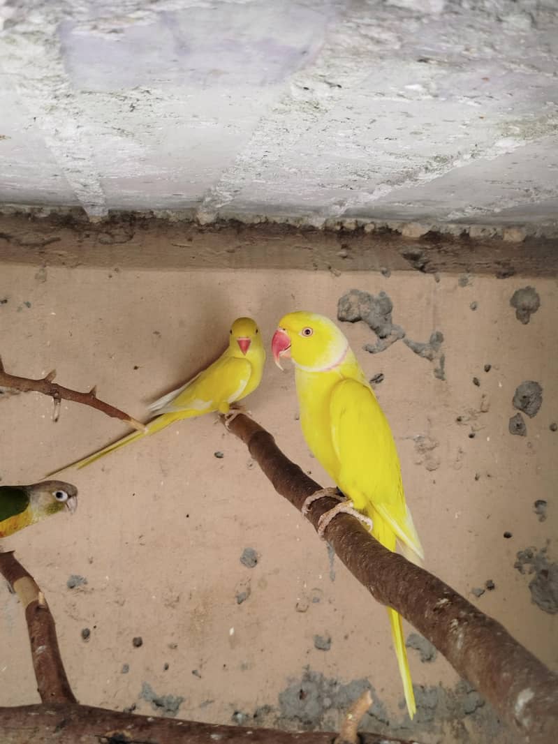Beautiful pair 1