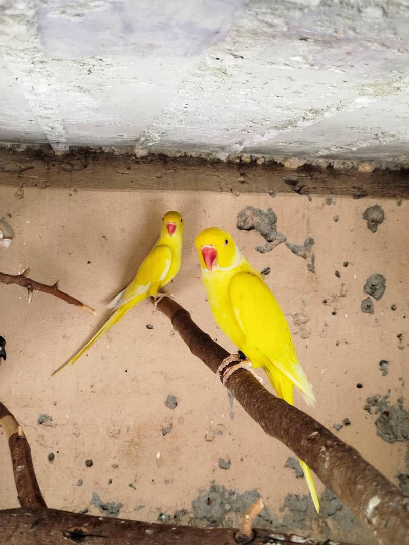 Beautiful pair 5