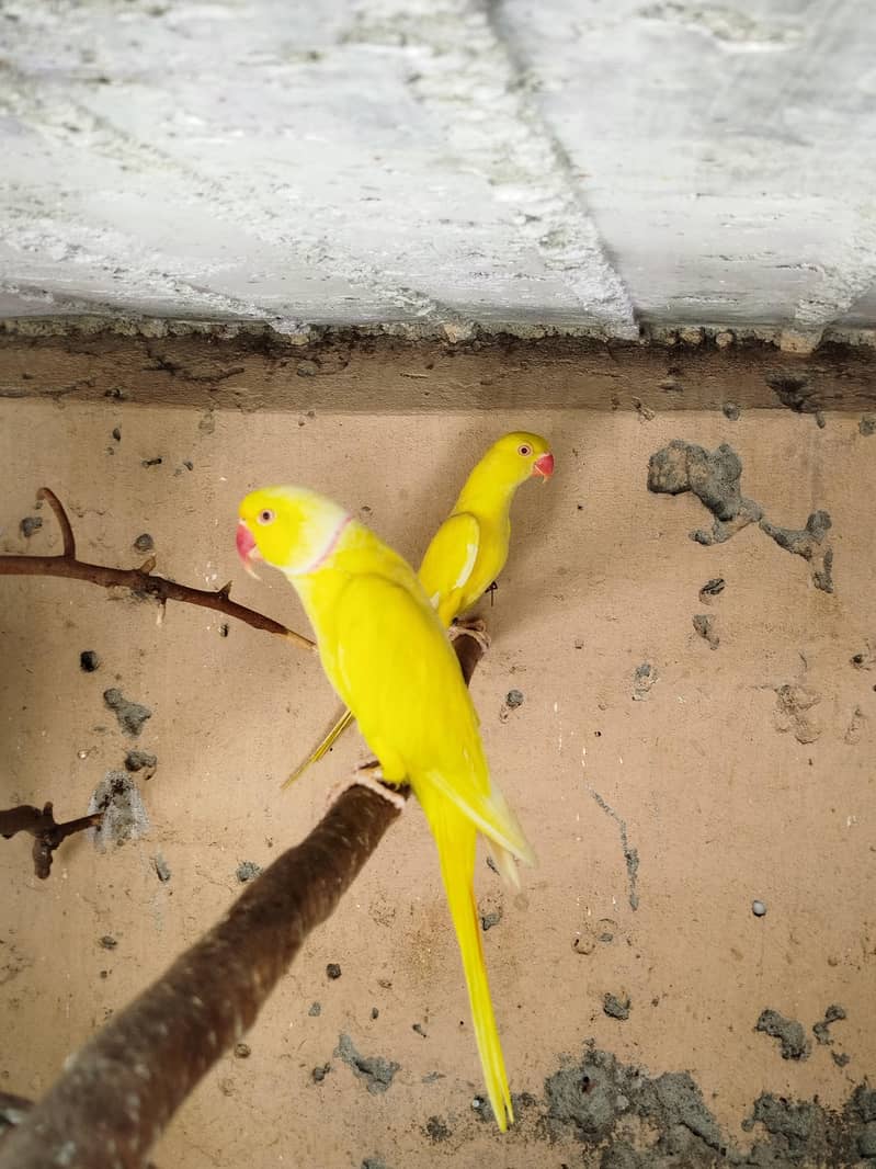 Beautiful pair 7